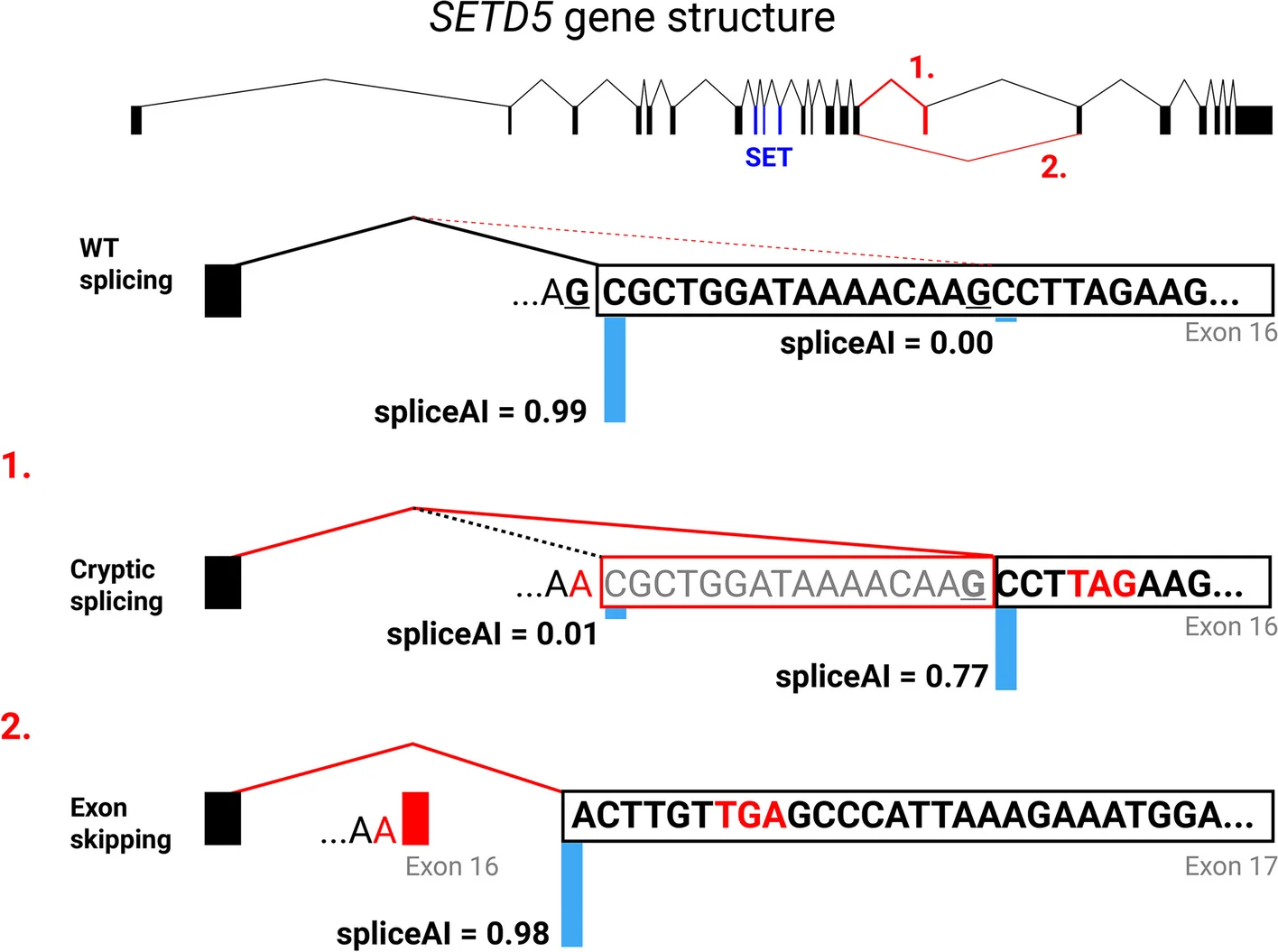 Open access visualization of Workflow, Gene Structure, Splicing Analysis, Mutant Transcript, Exons