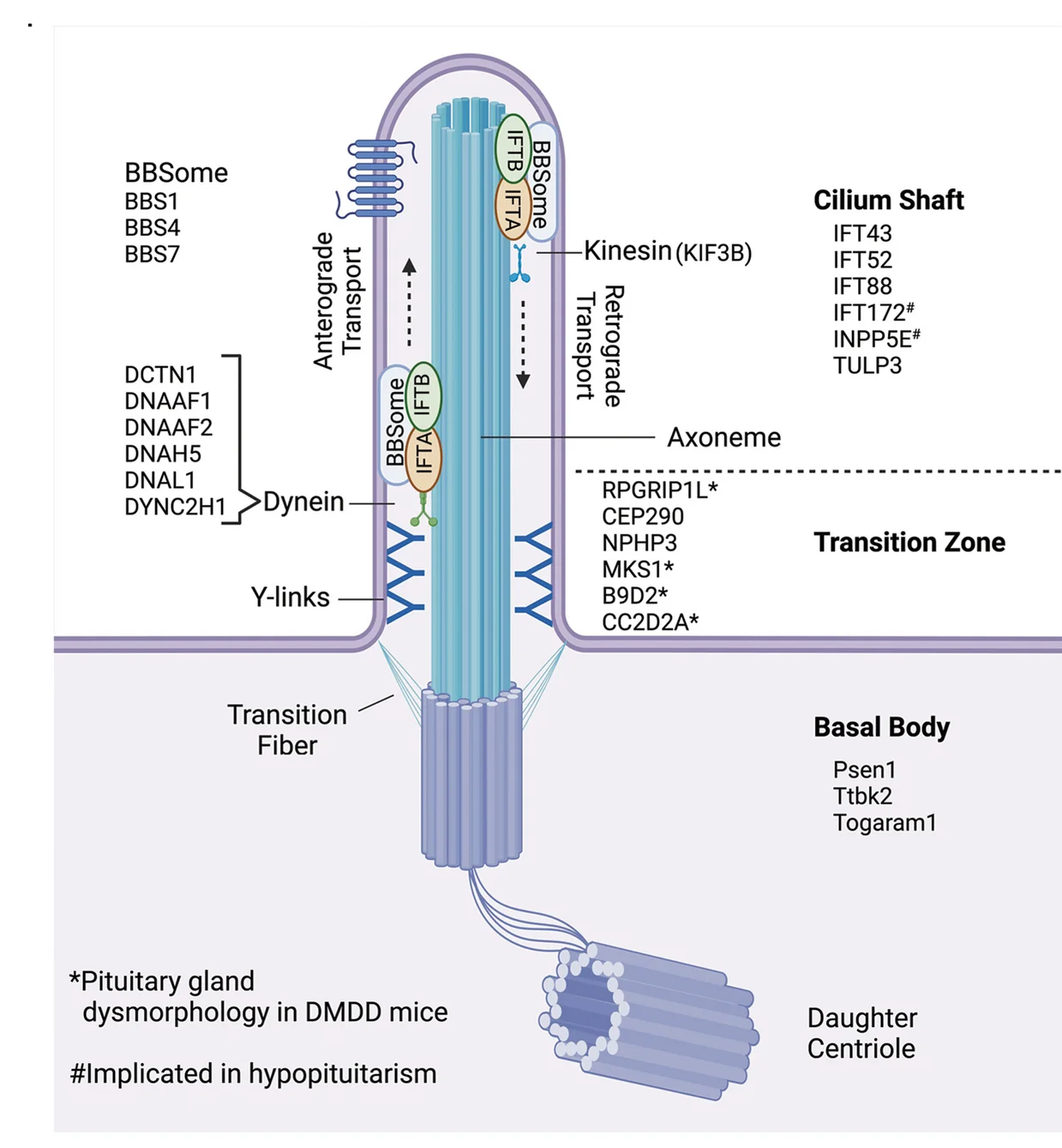 Open access visualization of Illustration, Workflow, Primary Cilium, Axoneme, Basal Body