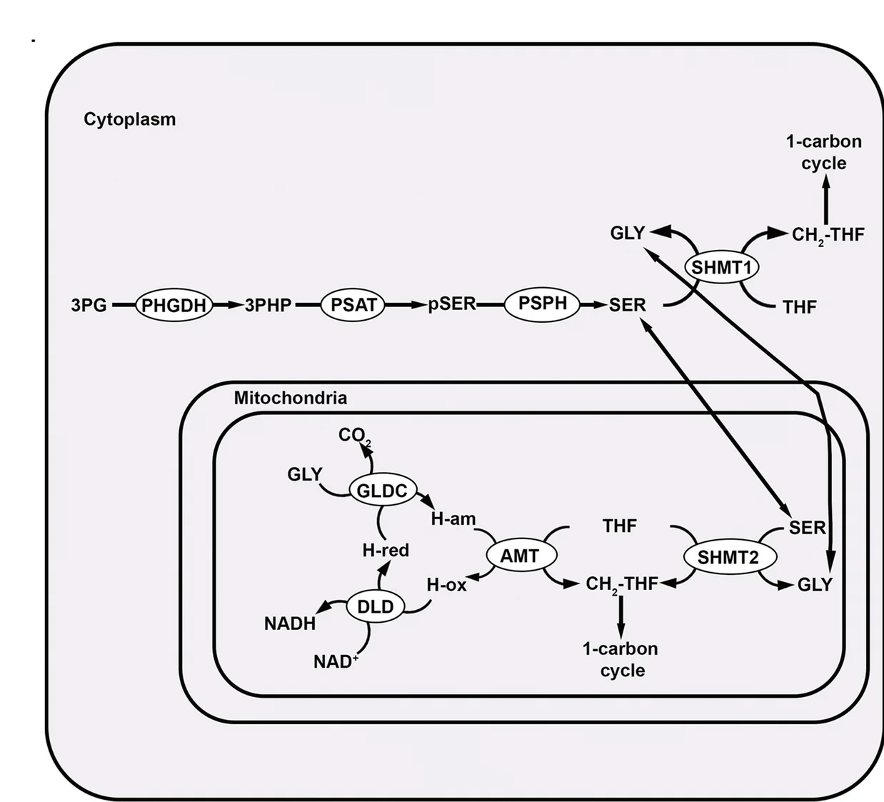 Open access visualization of Workflow, Pathway, Glycine Metabolism, Serine Metabolism, PHGDH