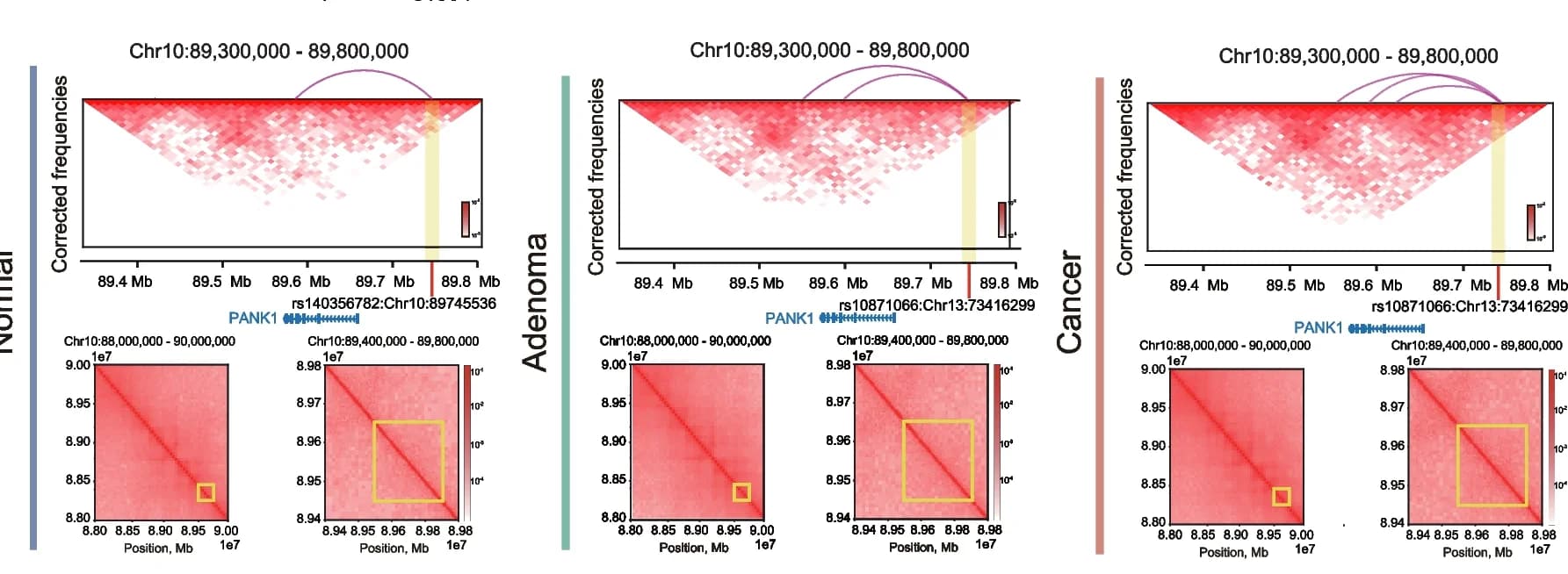 Open access visualization of Heatmap, Bar Plot, Hi-C Plots, rs140356782 Region, PANK1 Promoter