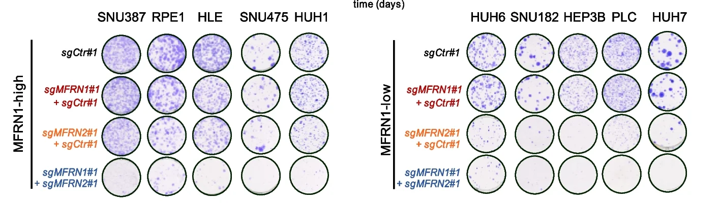 Open access visualization of Photo, Colony Formation Assay, MFRN1, MFRN2, sgRNA