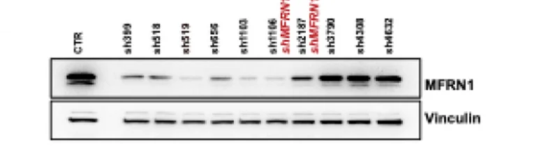 Open access visualization of Gel, Knockdown Efficiency, shRNA, MFRN1, Immunoblot