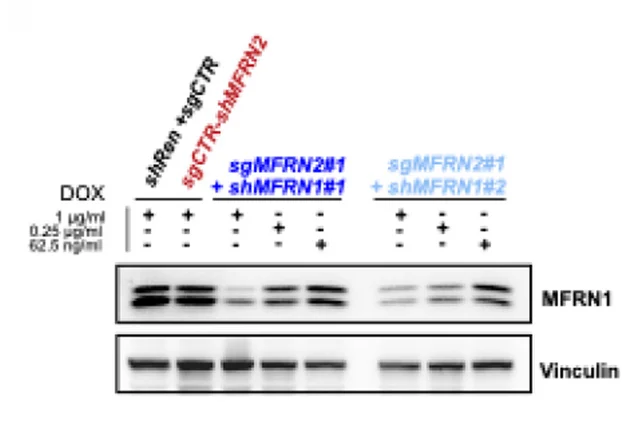 Open access visualization of Gel, Knockdown Titration, Immunoblot, MFRN1, HLE Cells