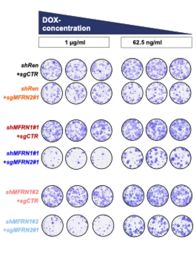 Open access visualization of Photo, Colony Formation Assay