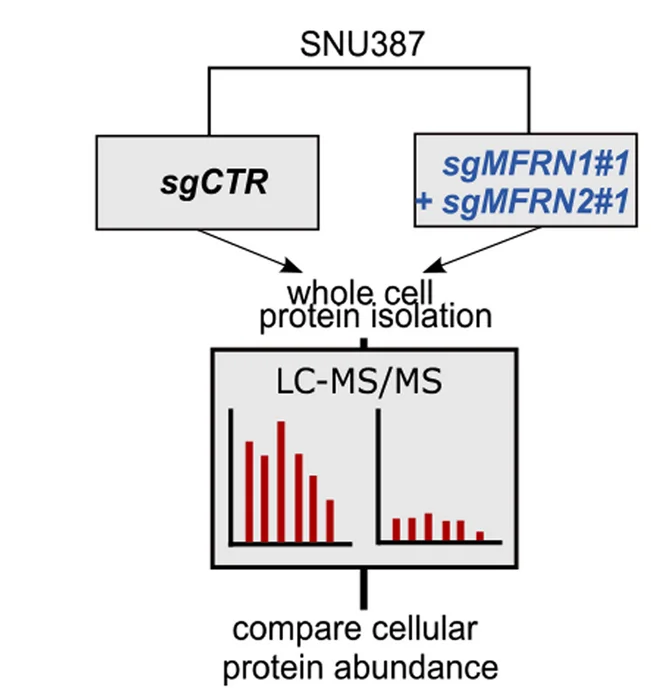 Open access visualization of Workflow, Bar Plot, Proteome Analysis, Cell Lysates, CRISPR/Cas9