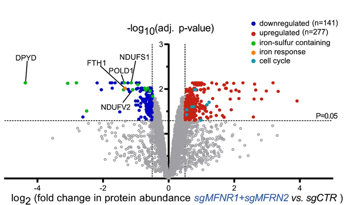 Open access visualization of Volcano Plot, Scatter Plot, Fold Change, Protein Abundance, MFRN1