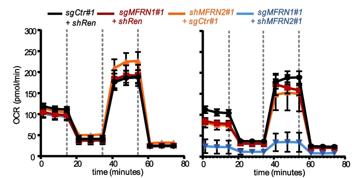 Open access visualization of Line Plot, Error Bars, Sea Horse Mito Stress Assay, SNU387 Cells, sgRNA