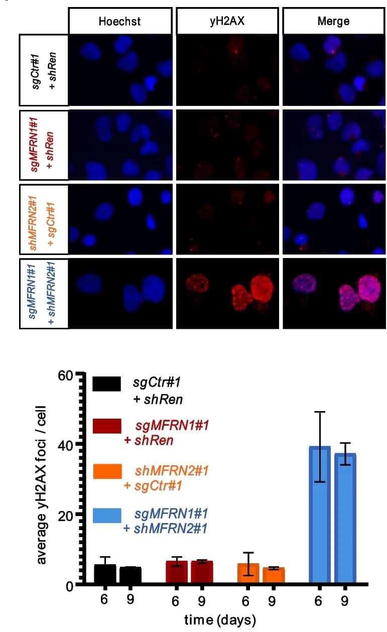 Open access visualization of Microscopy, Bar Plot, Error Bars, Apoptosis Assay, Caspase-Glo 3/7