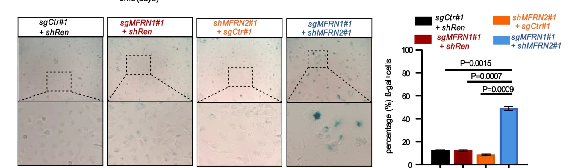 Open access visualization of Bar Plot, Error Bars, Microscopy, SA-beta-gal Staining, SNU387 Cells