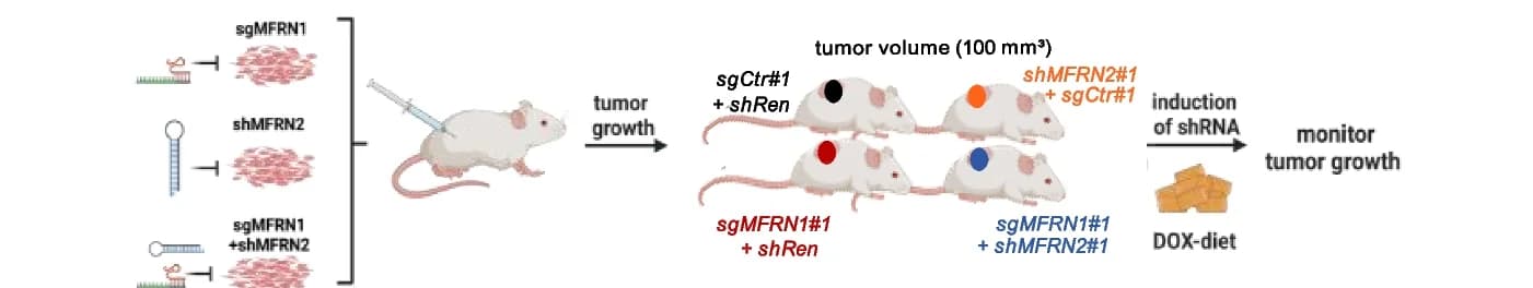 Open access visualization of Workflow, Illustration, Human Xenograft Tumors, NSG Mice, MFRN2