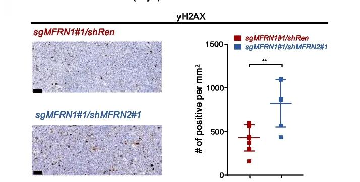 Open access visualization of Scatter Plot, Error Bars, Microscopy, DNA Damage Assessment, yH2Ax Expression