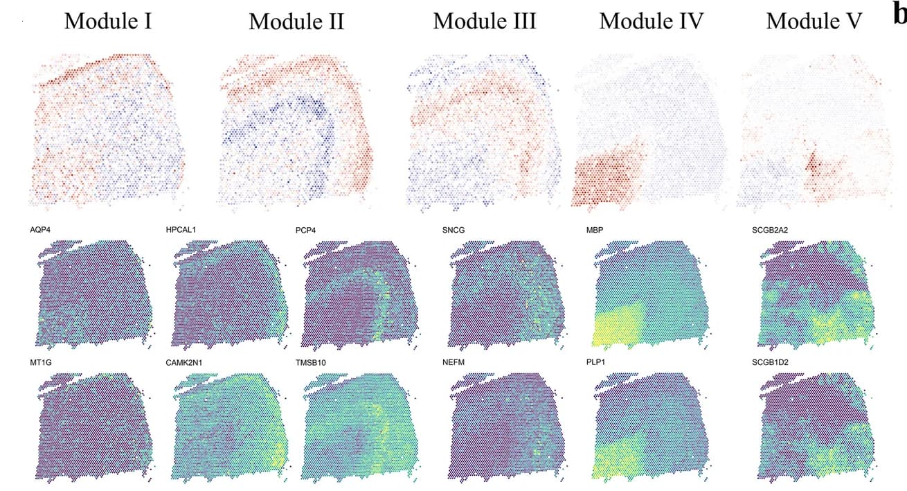 Open access visualization of Heatmap, Spatial Maps, Tissue Modules, DLPFC, Gene Expression