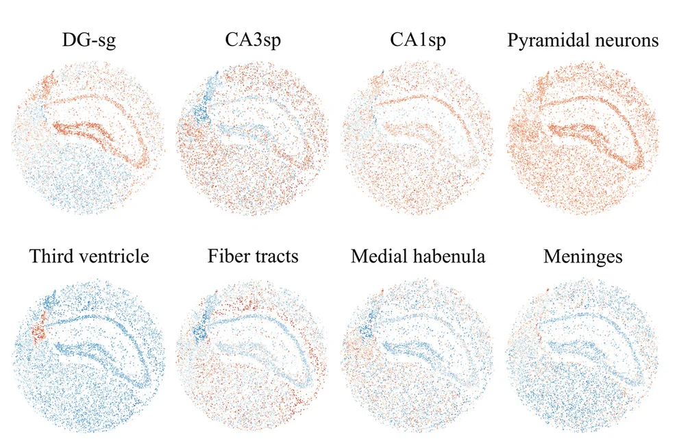 Open access visualization of Scatter Plot, UMAP, Spatial Maps, Tissue Modules, Mouse Hippocampus