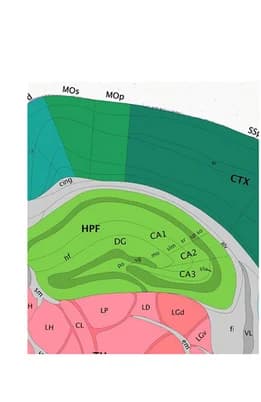 Open access visualization of Illustration, Annotation, Mouse Hippocampus, Allen Brain Atlas