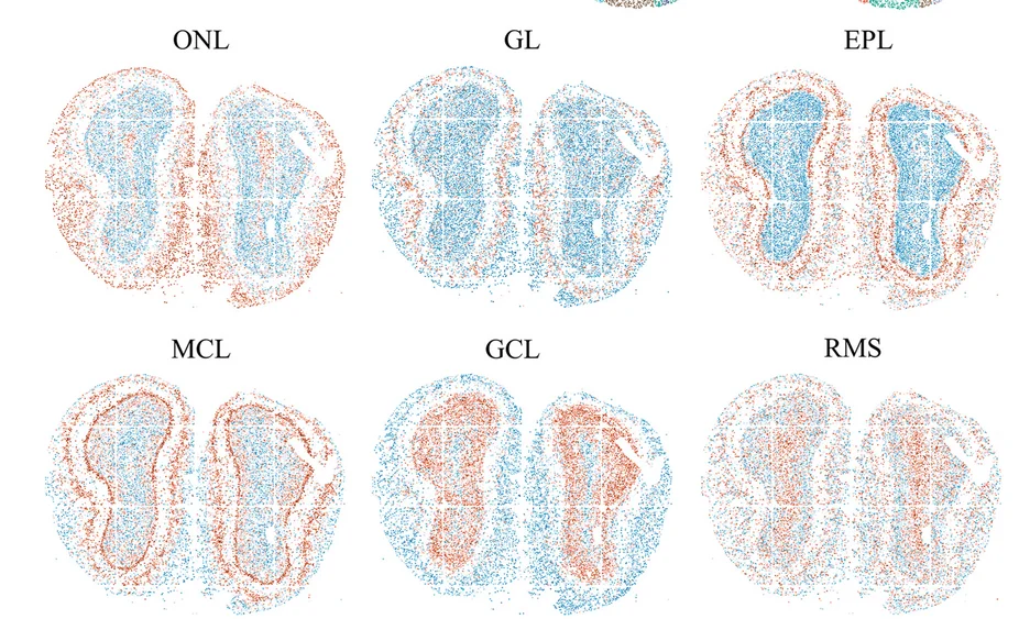 Open access visualization of Scatter Plot, Spatial Maps, Tissue Modules, STModule, MOB