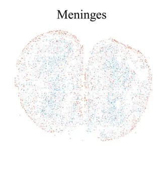 Open access visualization of Scatter Plot, Meninges, Stereo-seq MOB, Tissue Module, ST MOB