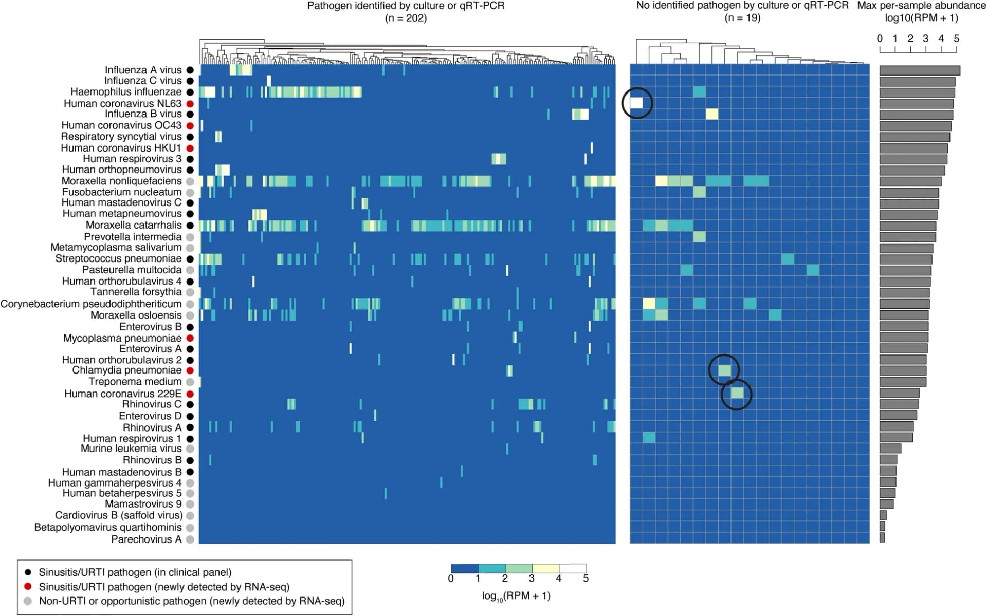 Open access visualization of Heatmap, Clustered, Bar Plot, Metatranscriptomics, Acute Sinusitis