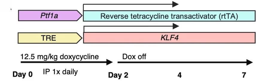 Open access visualization of Workflow, Mouse Model, Acinar-Ductal Metaplasia, Gene Expression