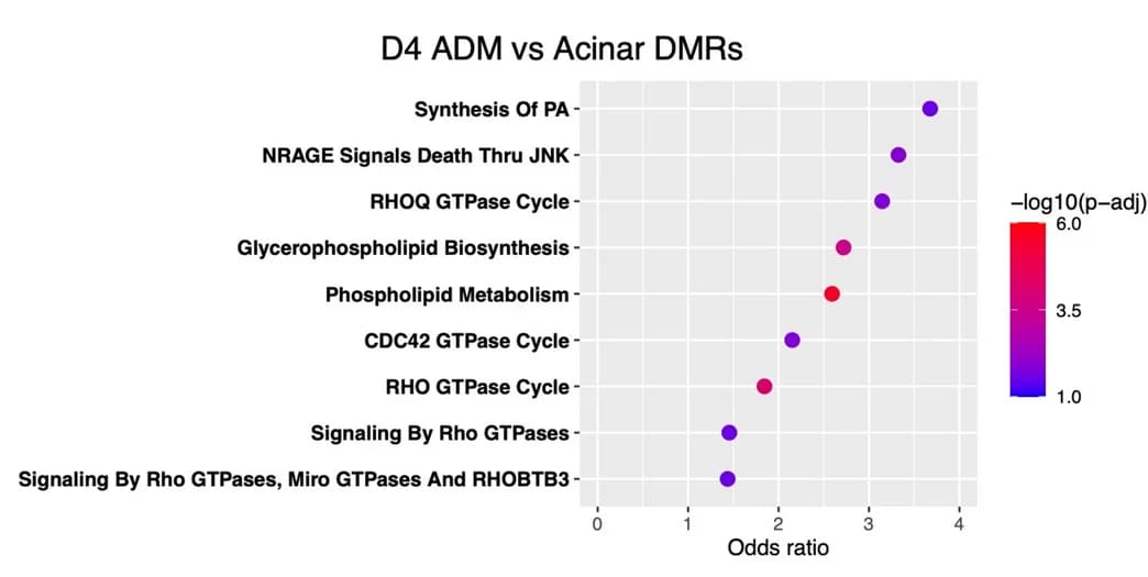 Open access visualization of Scatter Plot, Volcano Plot, Fishers Gene Set Overrepresentation Analysis, AK Model D4 ADM, Acinar DMRs