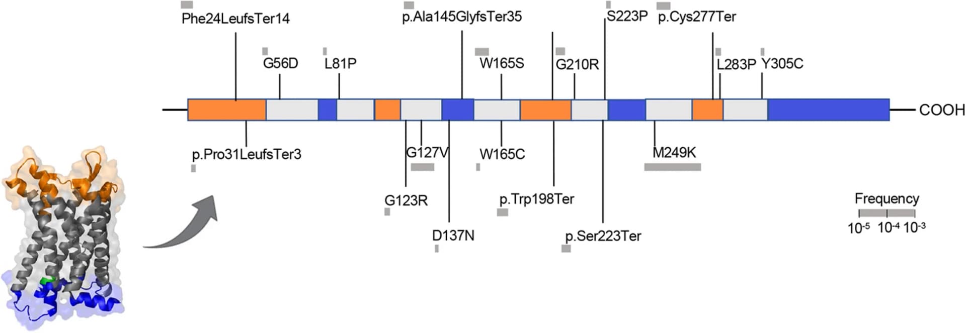 Open access visualization of Workflow, Protein Structure, CCR2, Protein Domain, Loss-of-Function Variant