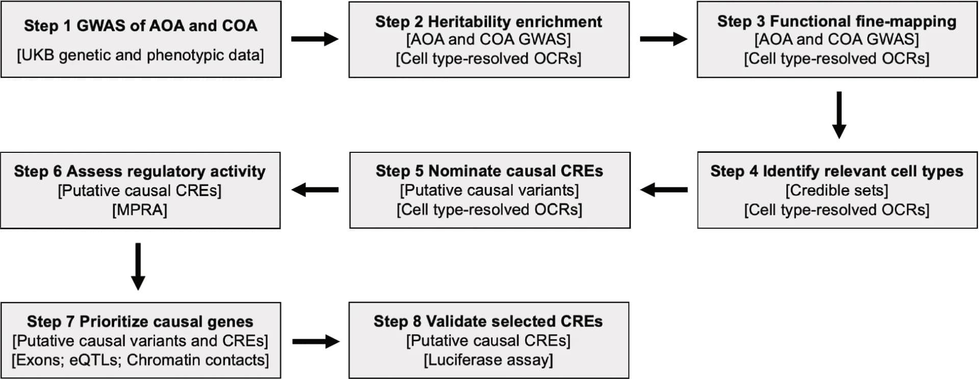 Open access visualization of Workflow, Flowchart, Study Workflow, UK Biobank, Open Chromatin Region