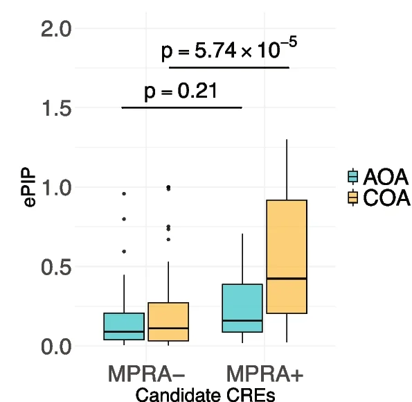 Open access visualization of Box Plot, Adult-Onset Asthma, Childhood-Onset Asthma, ePIP Distributions, Candidate CREs