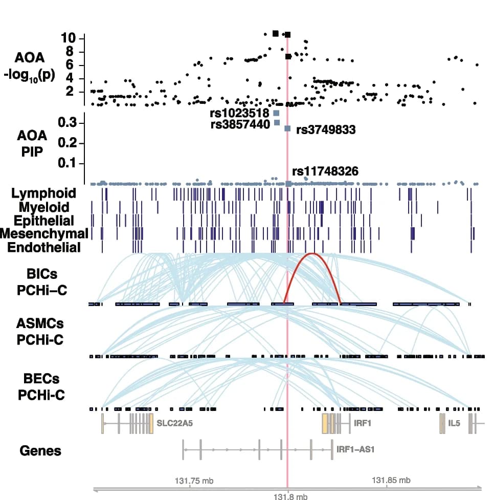 Open access visualization of Scatter Plot, Manhattan Plot, Network, Chromosome 5q31.1, PCHi-C loop