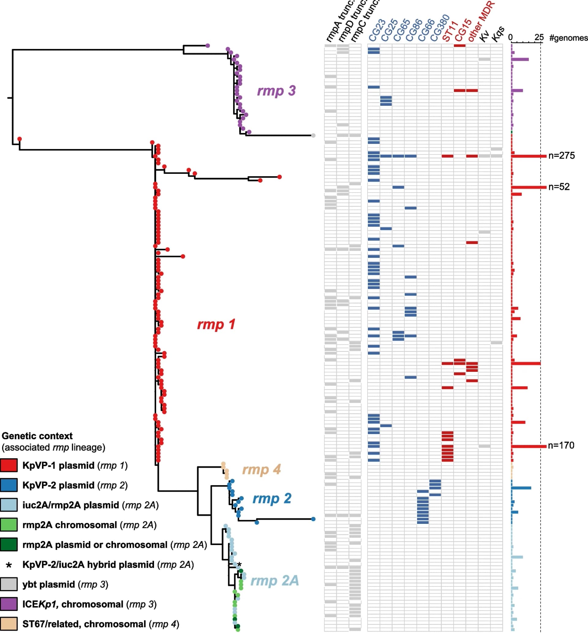 Open access visualization of Network, Bar Plot, Heatmap, Phylogenetic Tree, Rmp Sequence Types