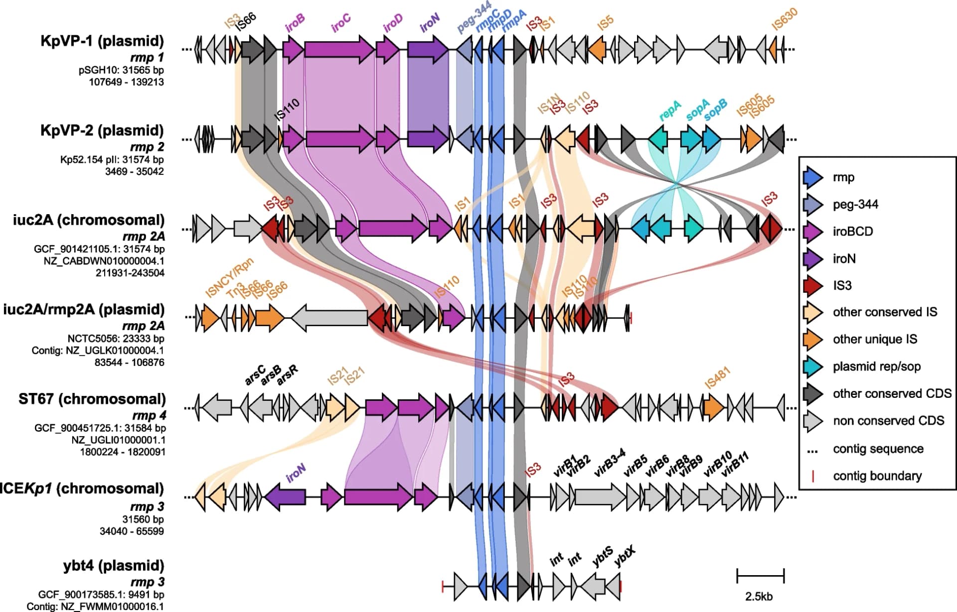 Open access visualization of Workflow, Flowchart, Illustration, Mobile Variants, Coding Sequences