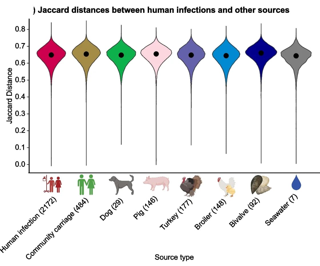 Open access visualization of Violin Plot, Pairwise Jaccard Distances, Accessory Genes, Source, Human Infection Genomes