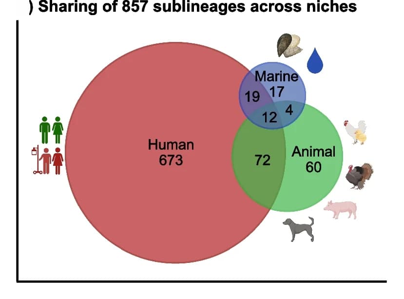 Open access visualization of Venn Diagram, Sublineages, Human, Animal, Marine Niches