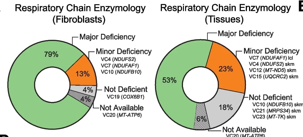 Open access visualization of Donut Chart, Respiratory Chain Enzymology, Fibroblasts, Tissues, Skeletal Muscle