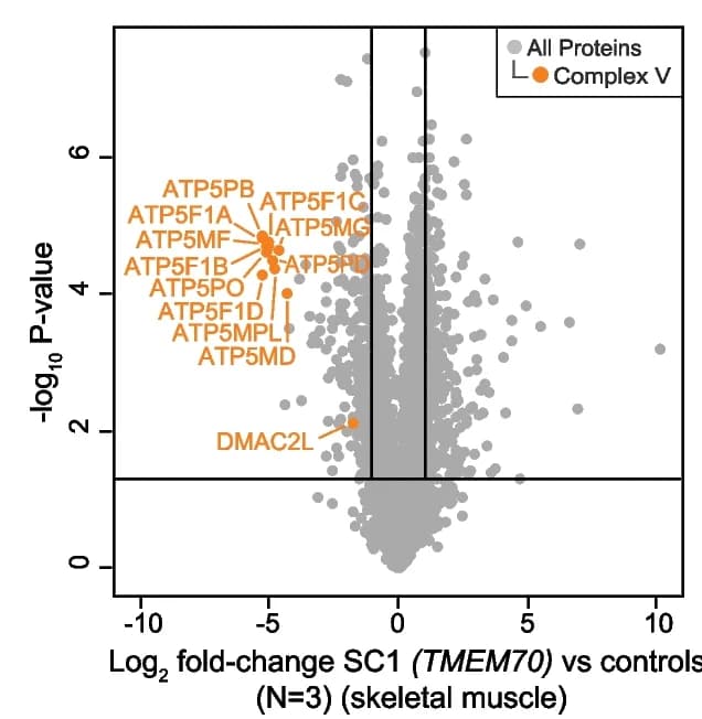 Open access visualization of Volcano Plot, Scatter Plot, Whole Cell Proteins, Skeletal Muscle, Complex V Subunits