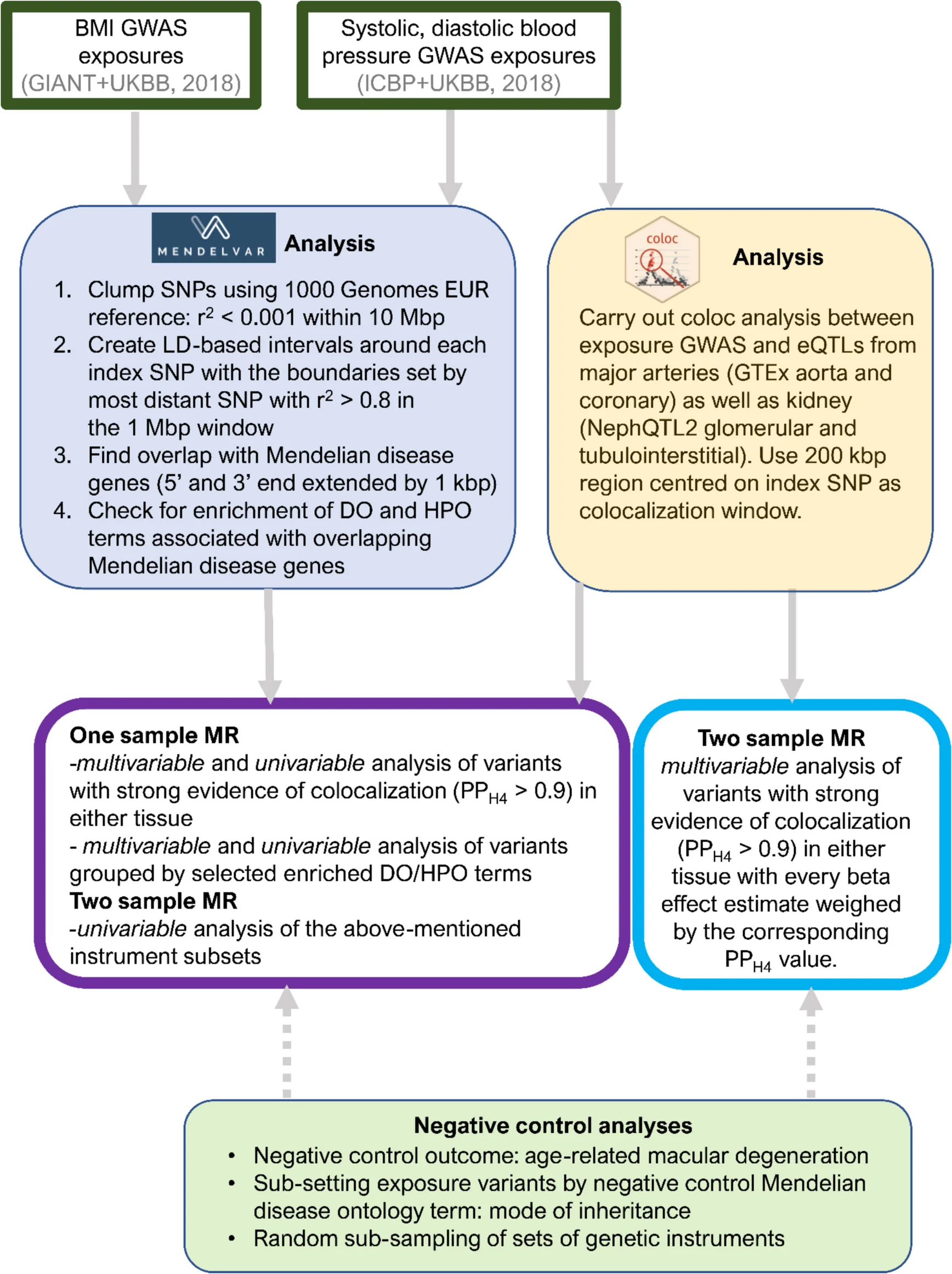 Open access visualization of Workflow, Flowchart, Mendelian Disease, Genetic Instruments, Colocalization