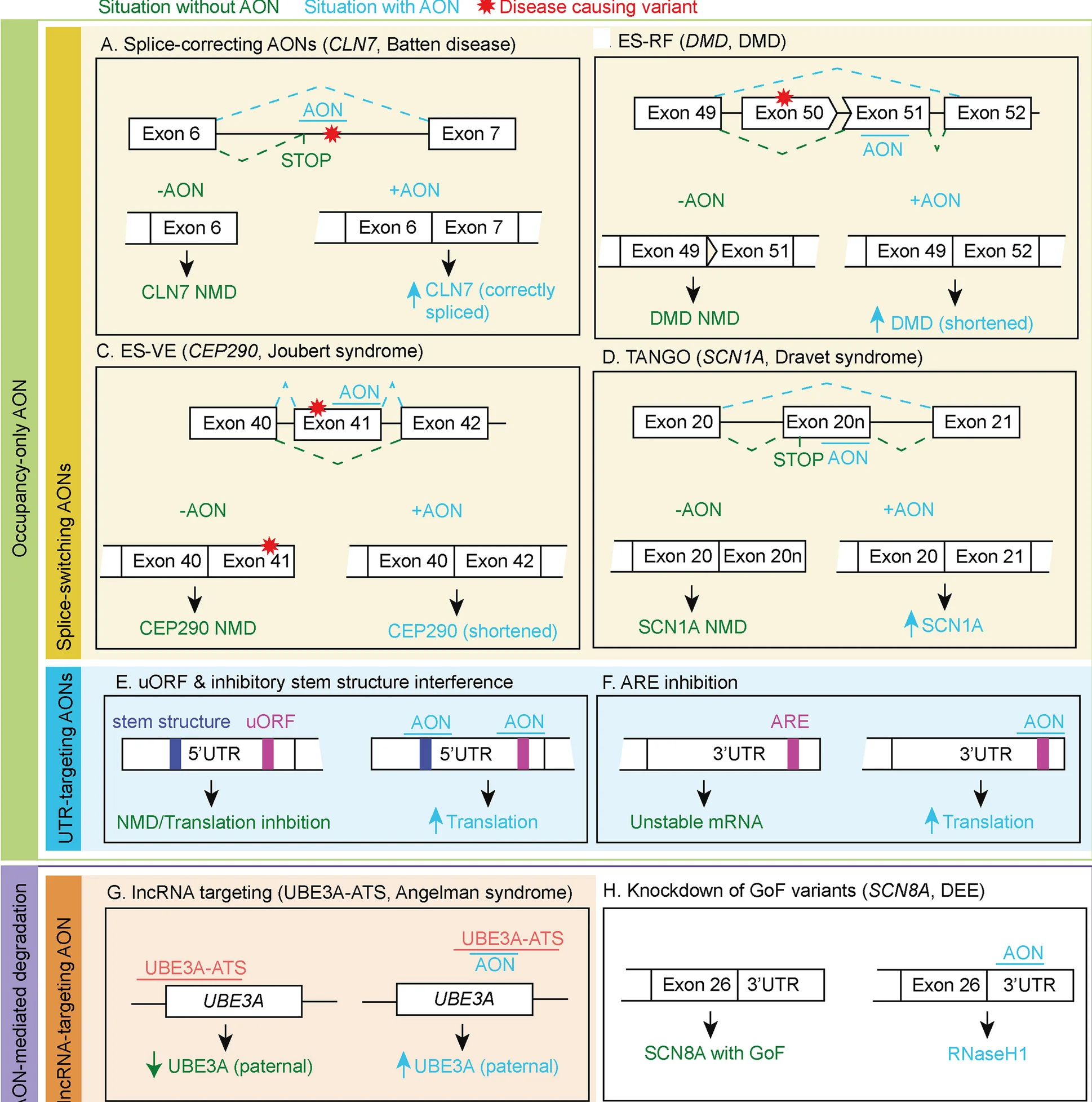 Open access visualization of Workflow, Flowchart, Illustration, Duchenne Muscular Dystrophy, AON