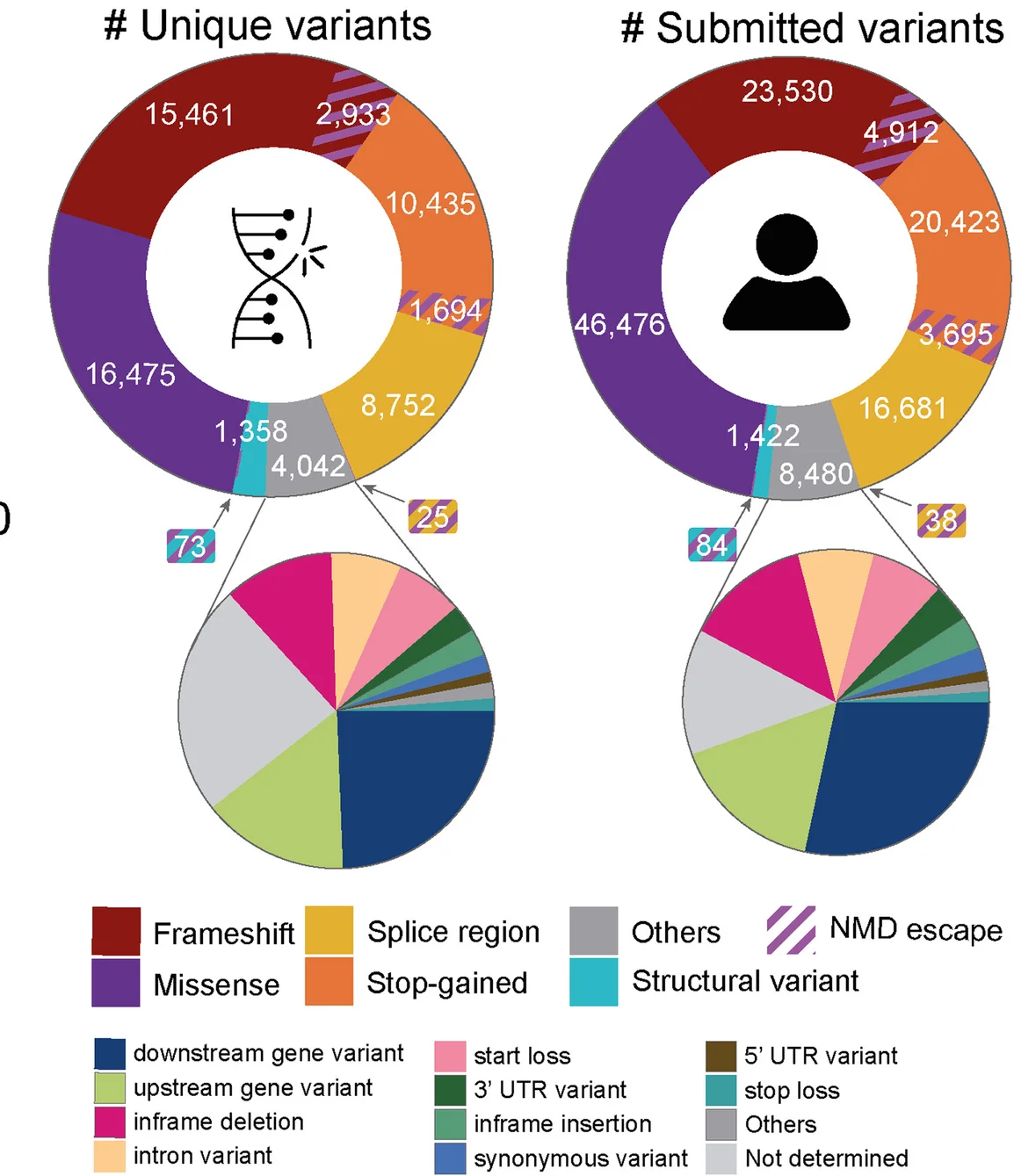 Open access visualization of Pie Chart, Donut Chart, ClinVar Variants, Submissions, Nonsense-Mediated Decay