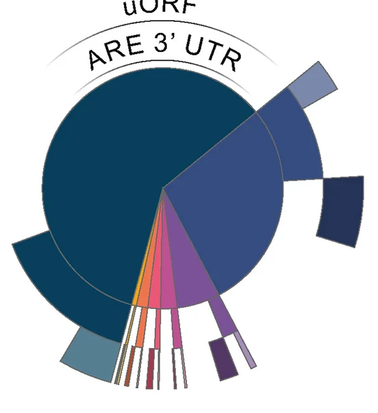 Open access visualization of Pie Chart, Donut Chart, NDD, Regulatory Structures, 5' UTR