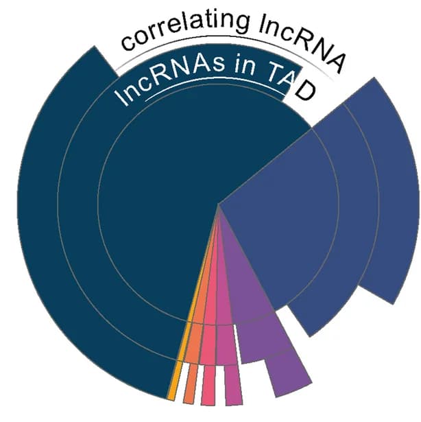 Open access visualization of Donut Chart, NDD, LncRNAs, TAD, Loss-of-Function