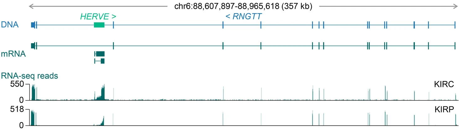 Open access visualization of Line Plot, Gene Structure, HERVE Provirus, GENCODE Transcripts, RNA-seq