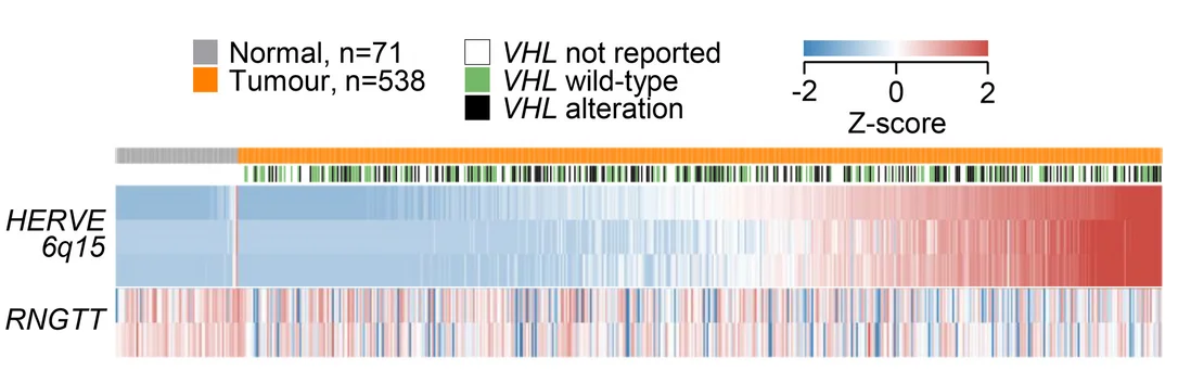 Open access visualization of Heatmap, Bar Plot, Gene Expression, HERVE 6q15, RNGTT