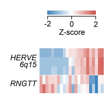 Open access visualization of Heatmap, Gene Expression, HERVE 6q15, RNGTT, Renal Cell Carcinoma