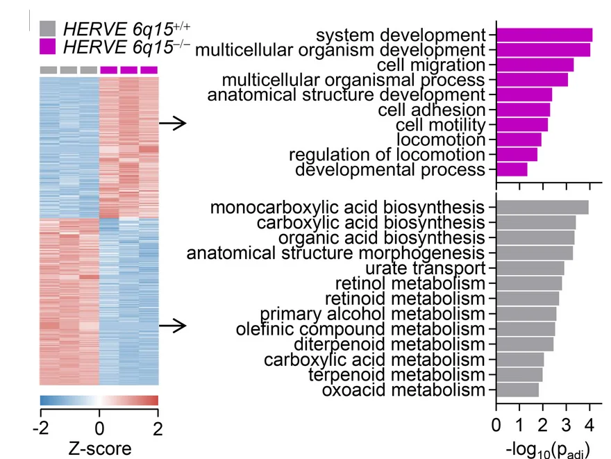 Open access visualization of Bar Plot, Heatmap, Gene Expression, HERVE 6q15, A498 Cells