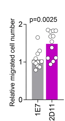Open access visualization of Bar Plot, Scatter Plot, Cell Migration, HERVE 6q15, A498 Cells