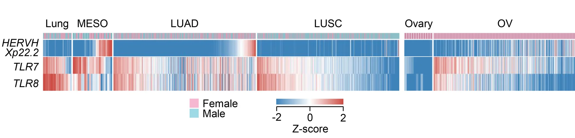Open access visualization of Heatmap, HERVH, TLR7, TLR8, Gene Expression
