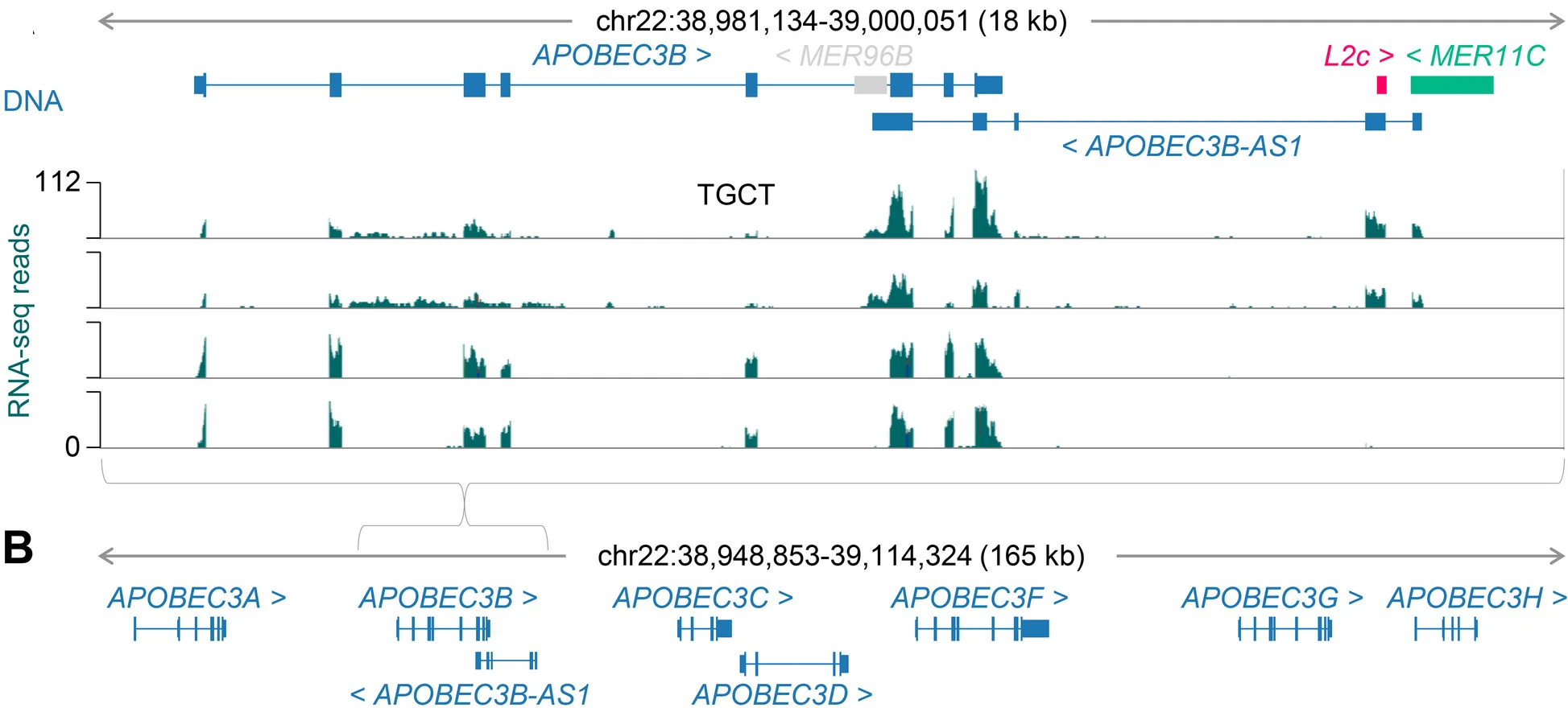 Open access visualization of Line Plot, Workflow, Gene Structure, MER11 C, L2c