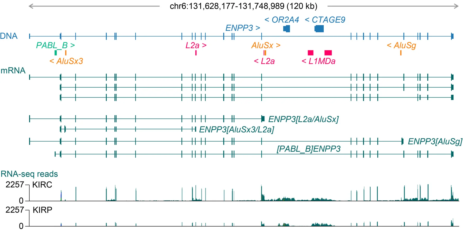 Open access visualization of Line Plot, Workflow, Gene Structure, Transcripts, RNA-seq