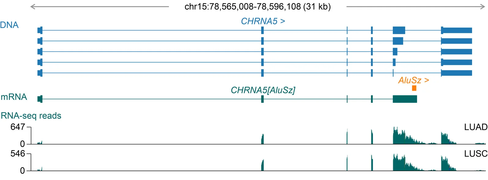 Open access visualization of Line Plot, Illustration, Gene Structure, RNA-Seq, LUAD