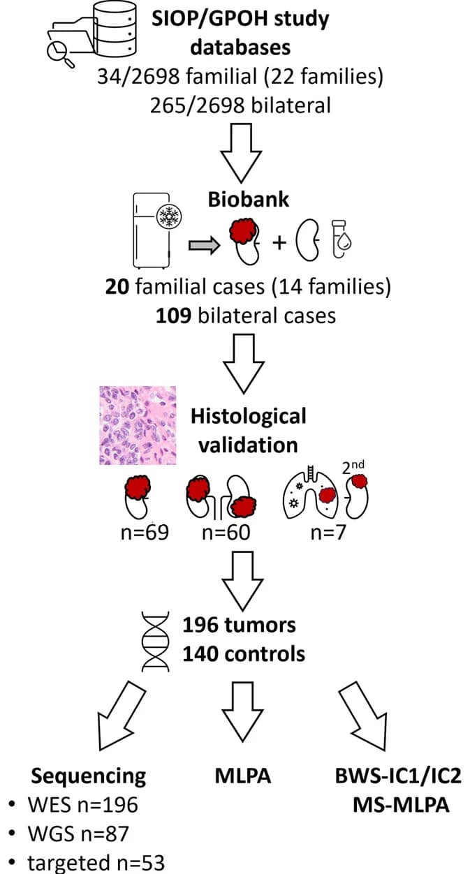 Open access visualization of Workflow, Flowchart, WT, Wilms Tumor, Tumor