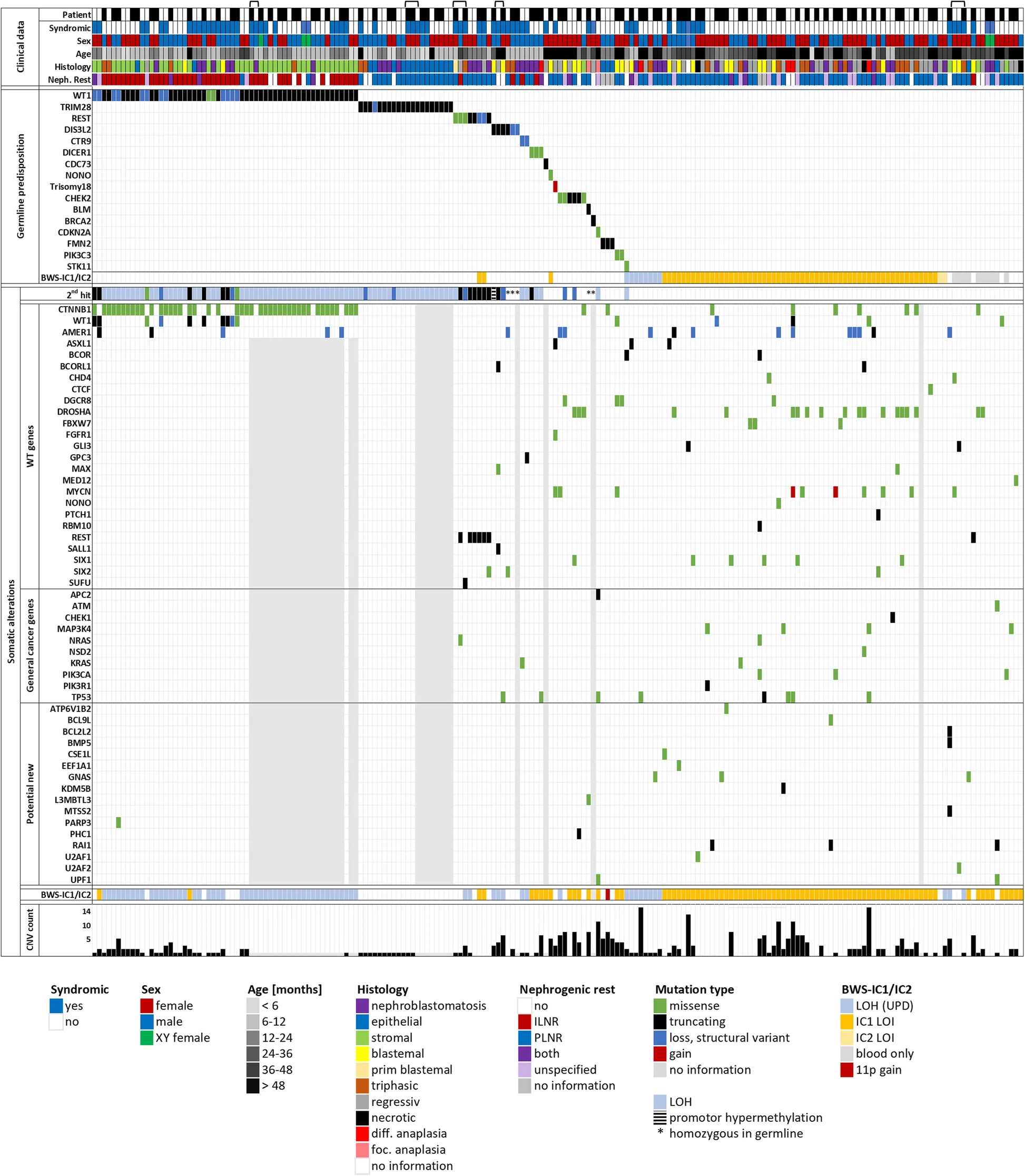 Open access visualization of Heatmap, Bar Plot, Tumor Sample, Bilateral Wilms Tumor, Familial Wilms Tumor