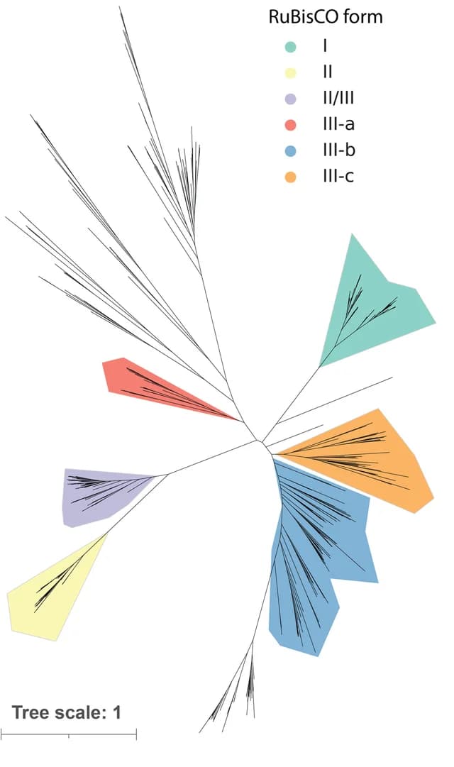 Open access visualization of Network, Phylogenetic Tree, RuBisCO